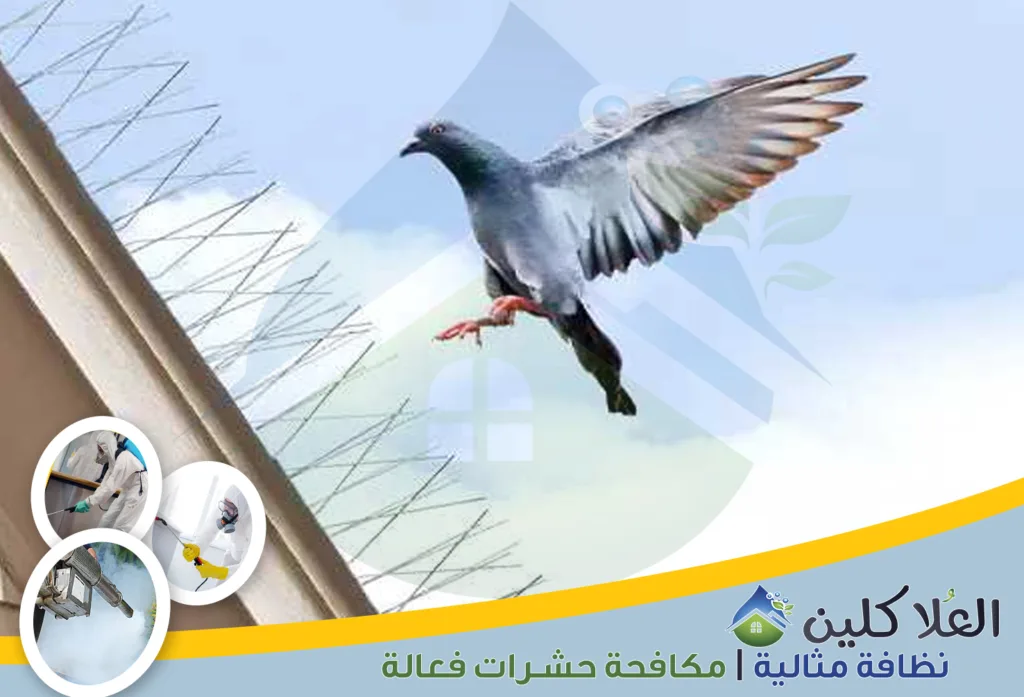 أفضل شركة تركيب طوارد حمام بالدمام | شركة مكافحة الحمام بالدمام