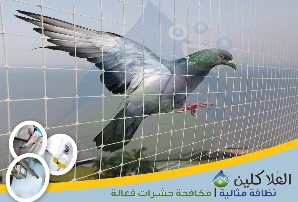 أفضل شركات تركيب طوارد حمام بالدمام | شركات مكافحة الحمام بالدمام