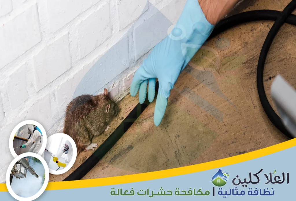 شركات مكافحة الفئران بالخبر