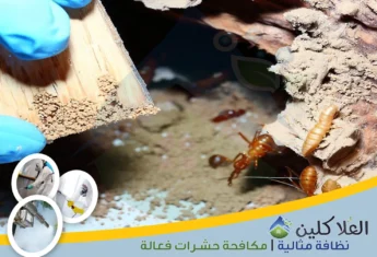 استشارة مجانية لمكافحة النمل الأبيض بحفر الباطن