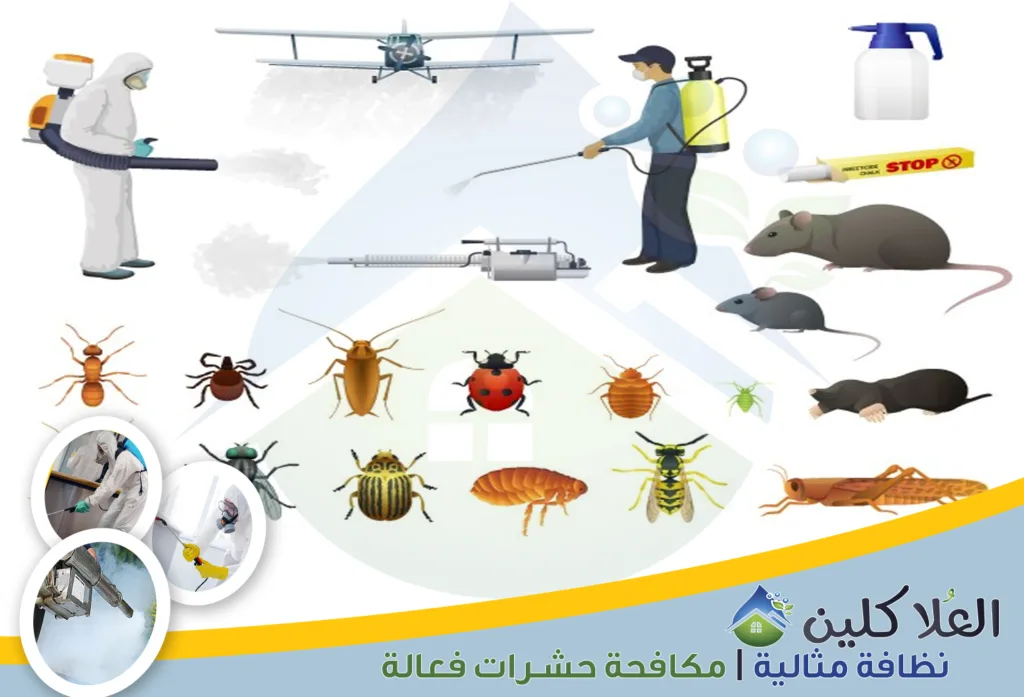 أرخص شركة مكافحة حشرات بحفر الباطن