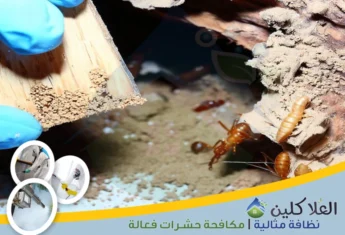 شركة مكافحة النمل الأبيض بحفر الباطن | 0564040671 | وإبادة شاملة بالضمان