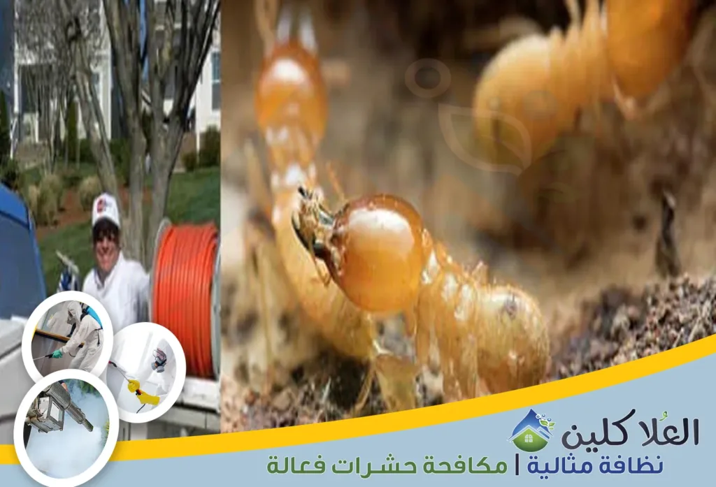 أرخص شركة مكافحة النمل الأبيض بحفر الباطن